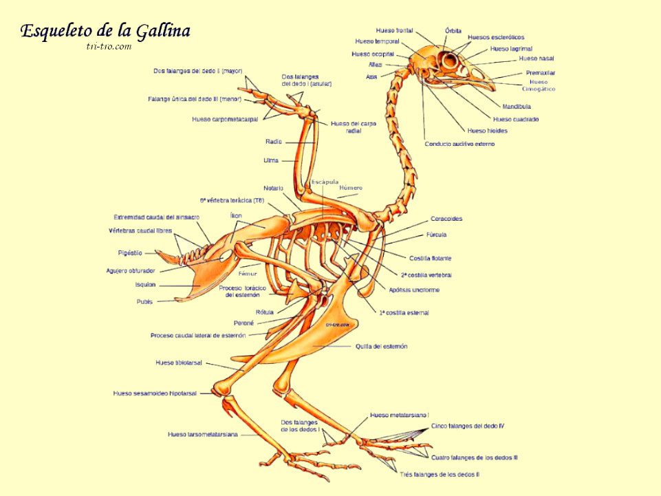 Esqueleto de la Gallina