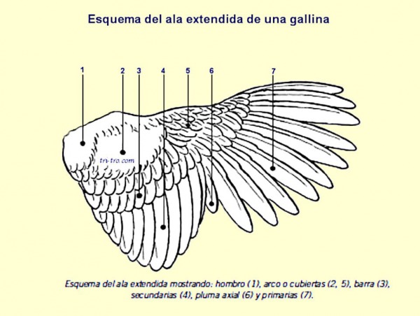 Esquema del ala extendida de una gallina.