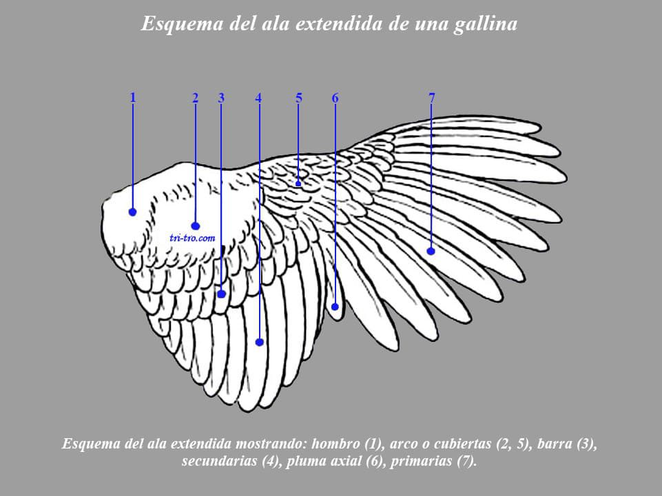 Esquema del ala extendida de una gallina