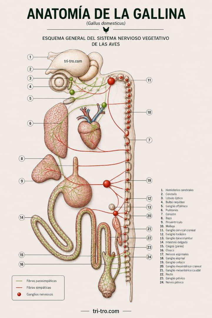 Esquema general del sistema nervioso vegetativo de las aves