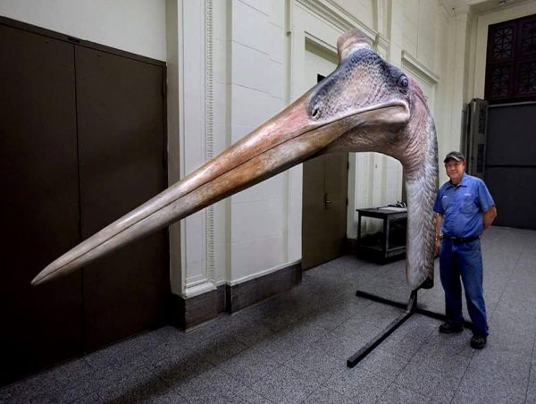 Esta es la cabeza de un Pterosaurio