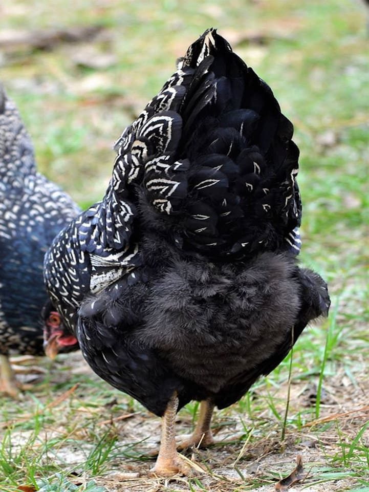 Estado natural esponjoso de las plumas
