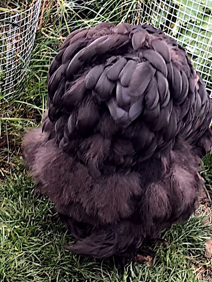 Estado natural esponjoso de las plumas