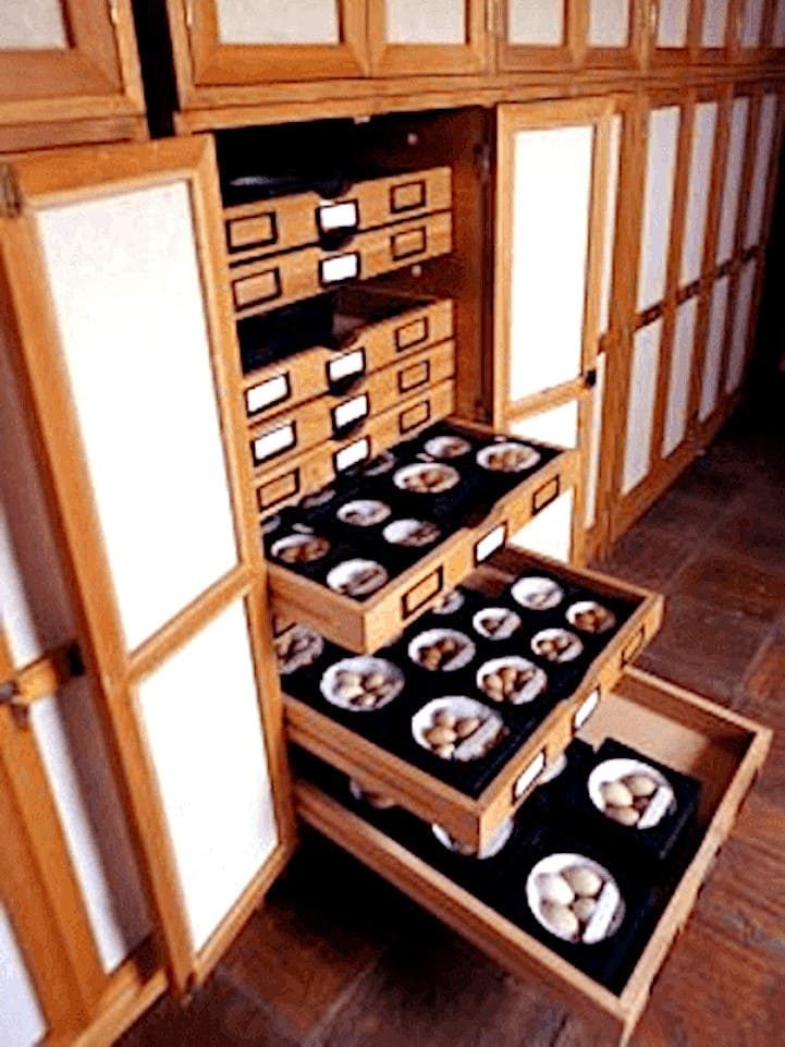 Cajas de huevos