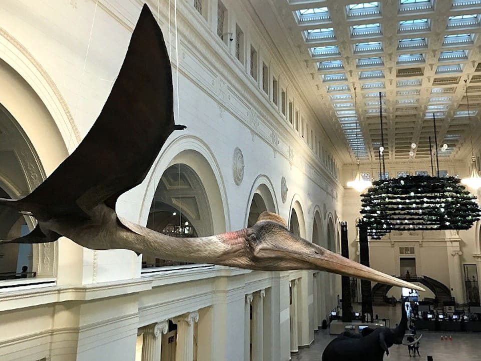 Este es el Quetzalcoatlus. Un capricho de la naturaleza.