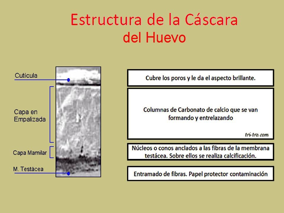 Estructura de la cáscara o cascarón de huevo, observándose su composición