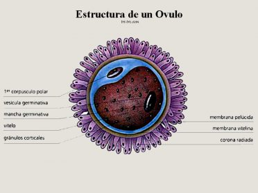 Estructura de un ovulo