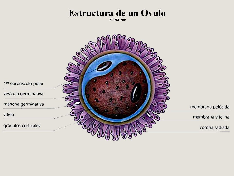Estructura de un ovulo