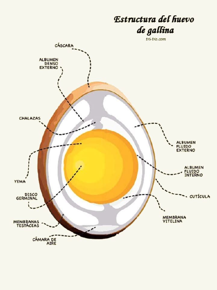 Corte transversal del huevo y sus partes