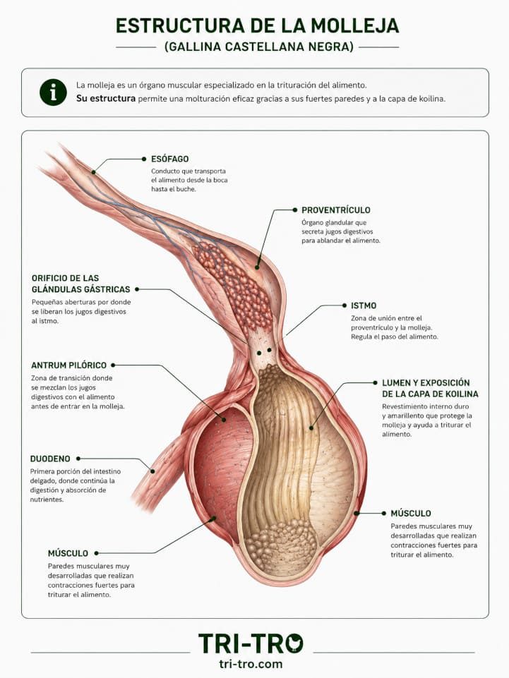 Estructura de la molleja en la gallina