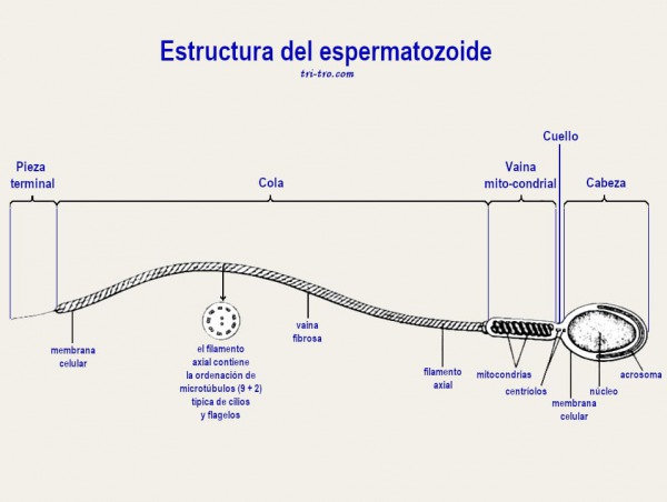Estructura del espermatozoide