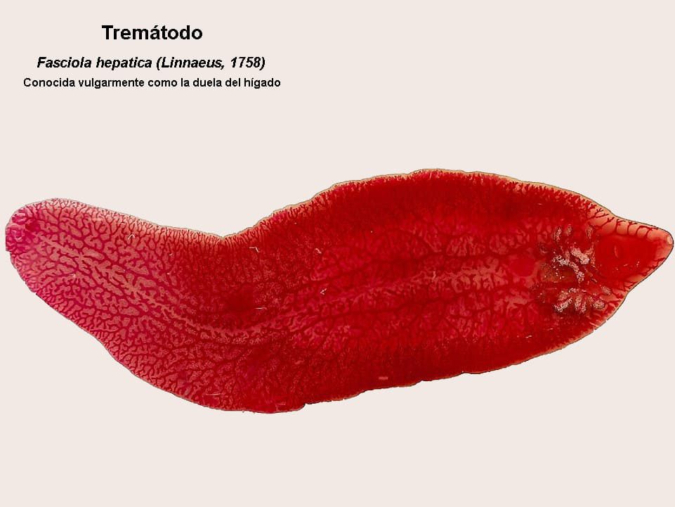 Fasciola hepatica (Linnaeus, 1758)