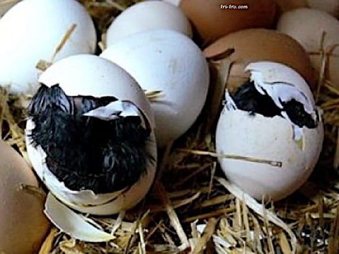 Fases del pollito dentro del huevo
