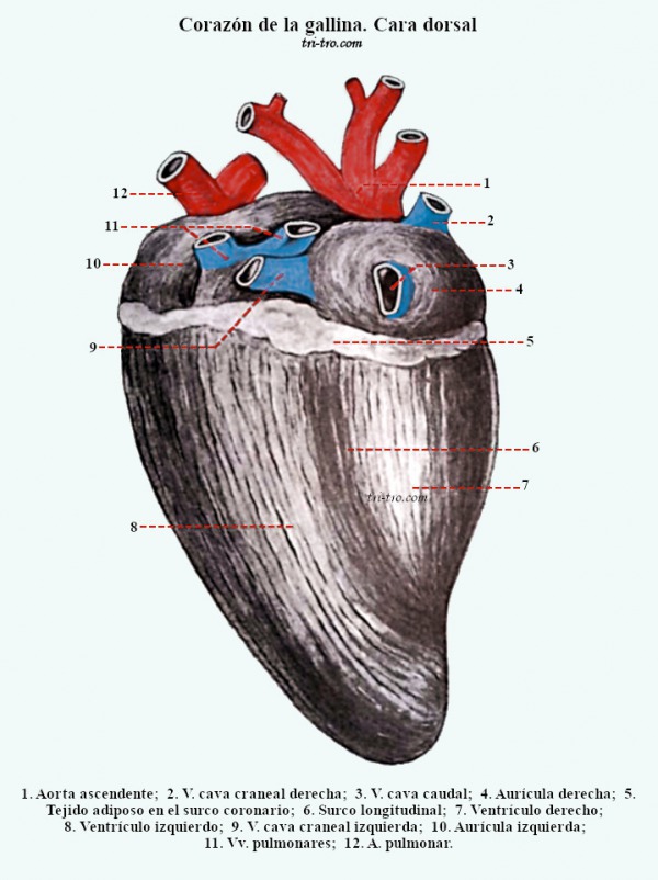 Fig. 10  -  Corazón de la gallina. Cara dorsal.