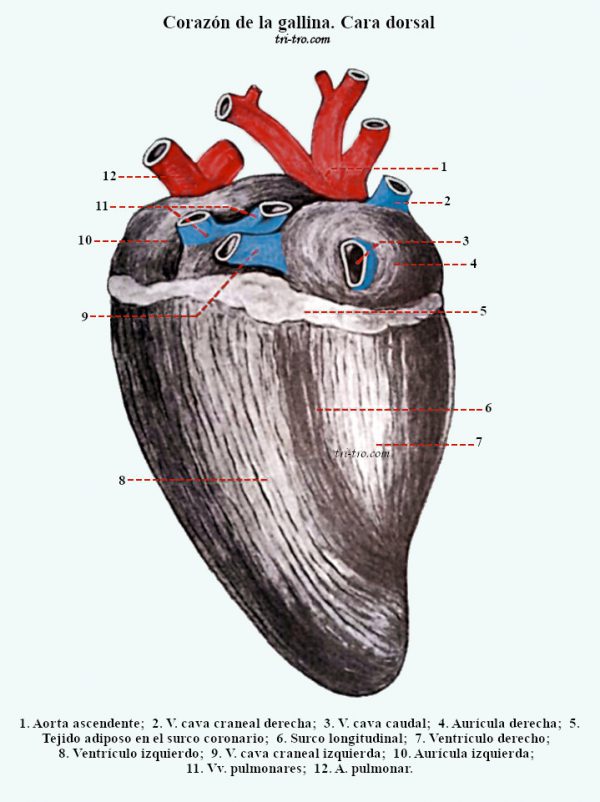 Fig. 10  -  Corazón de la gallina. Cara dorsal.