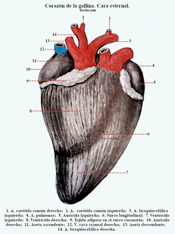 Fig. 12 -  Corazón de la gallina. Cara esternal.