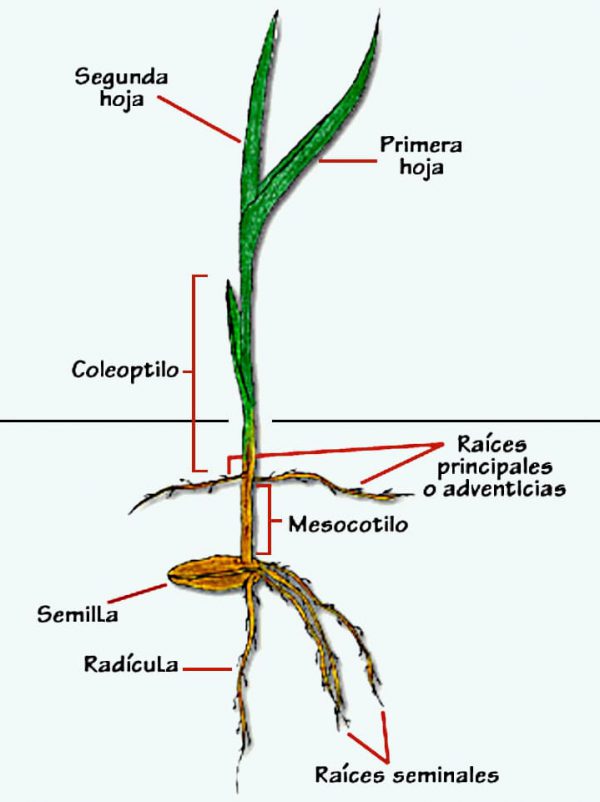 Figura 2. Plántula iniciando el crecimiento del sistema de raíces principales o adventicias.