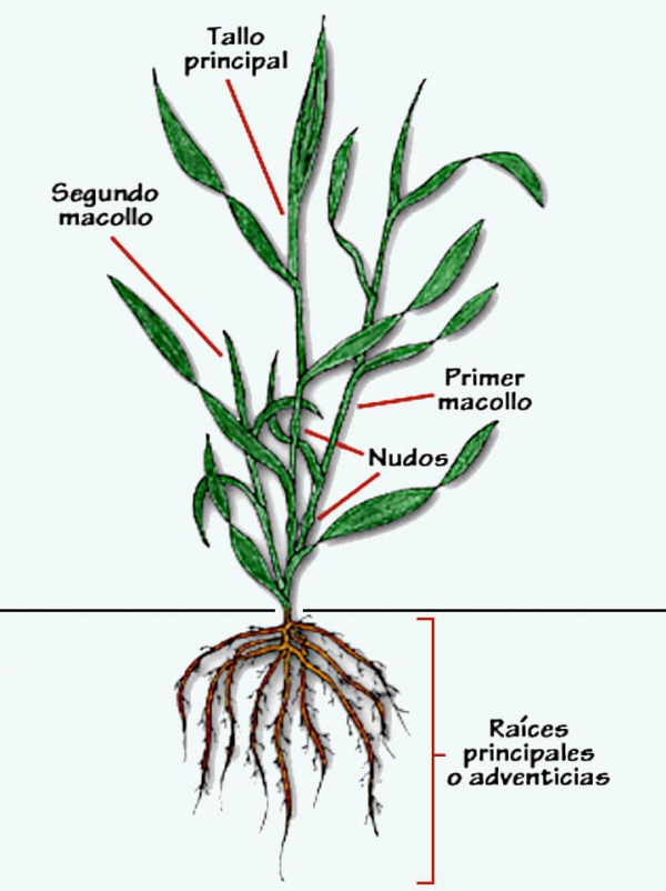 Figura 4. Planta de avena encañada presentando su tallo principal y dos macollos.