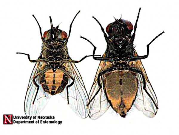 Una comparación ventral de la mosca establo adulta, Stomoxys calcitrans (Linnaeus) (izquierda) y mosca doméstica, Musca domestica Linnaeus (derecha).
