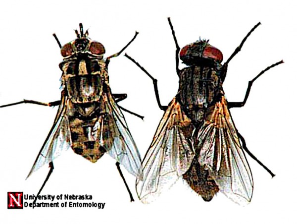 Una comparación dorsal de mosca establo adulta, Stomoxys calcitrans (Linnaeus) (izquierda) y mosca doméstica, Musca domestica Linnaeus (derecha).