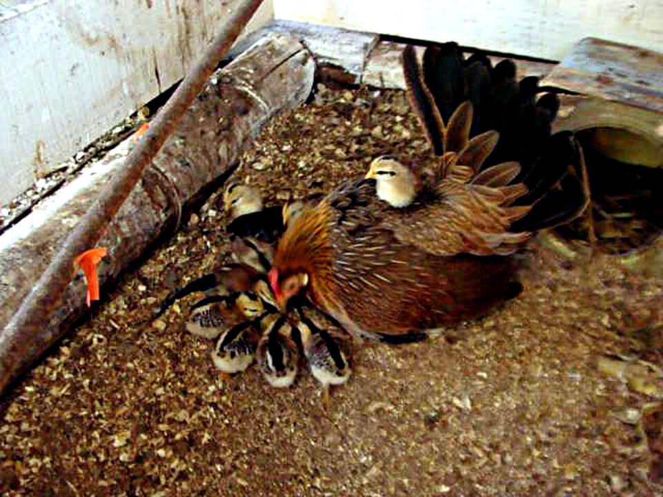 Foto gallina fenix con sus pollitos.