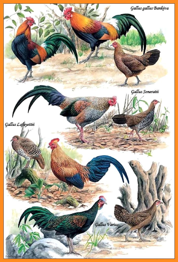 Las cuatros especies. Los gallos ancestros, que dan origen al gallus domesticus. Ilustración de Daniel Giraud Elliot (1835-1915)