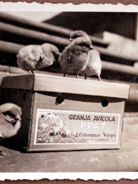Pollitos Prat, fotografía del Fondo Granja avícola Prat.