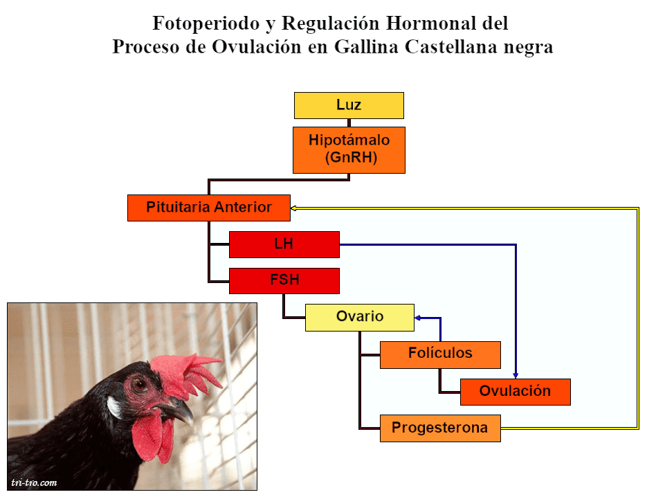 Foto periodo y regulación hormonal en gallina