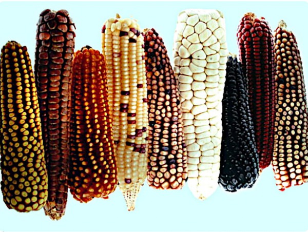 Tipos de maíz
