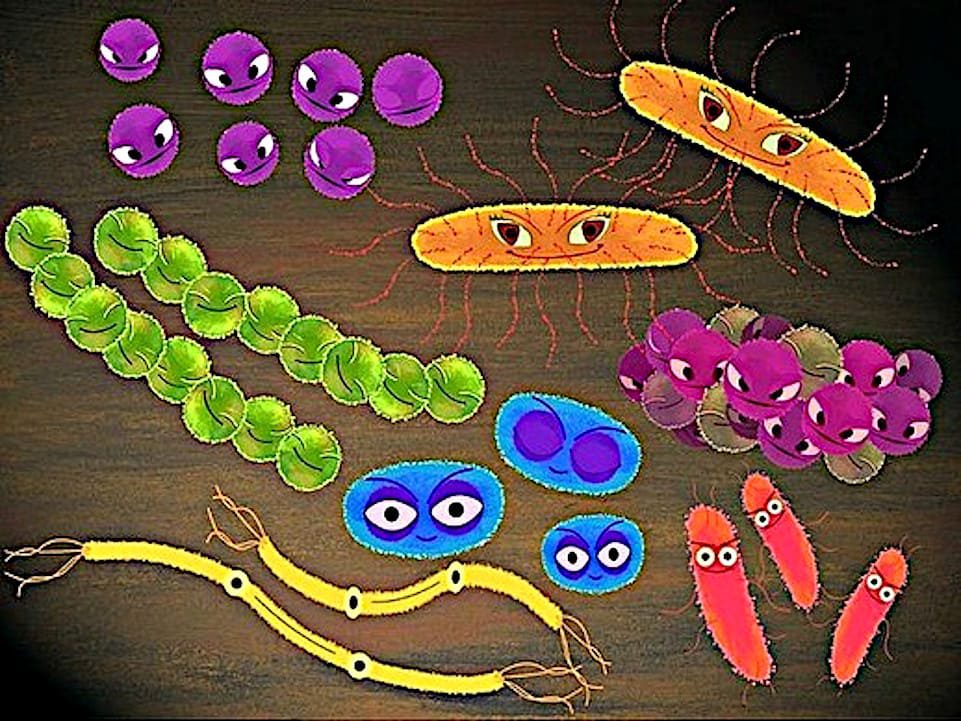 Freelance Ilustración de Bacterias, Foto Elisa Chavarri