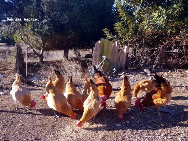 Grupo gallinas Prat leonada