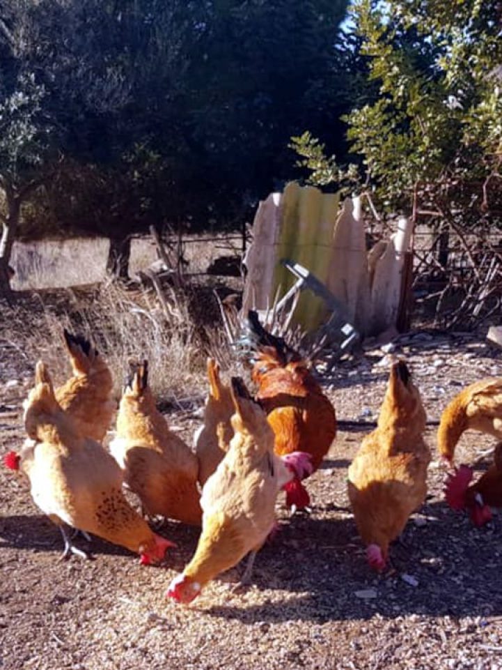 Grupo gallinas Prat leonada