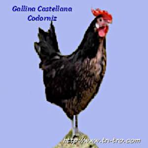 Gallina Castellana Codorniz