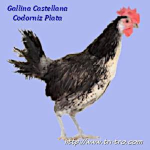 Gallina Castellana Codorniz plata