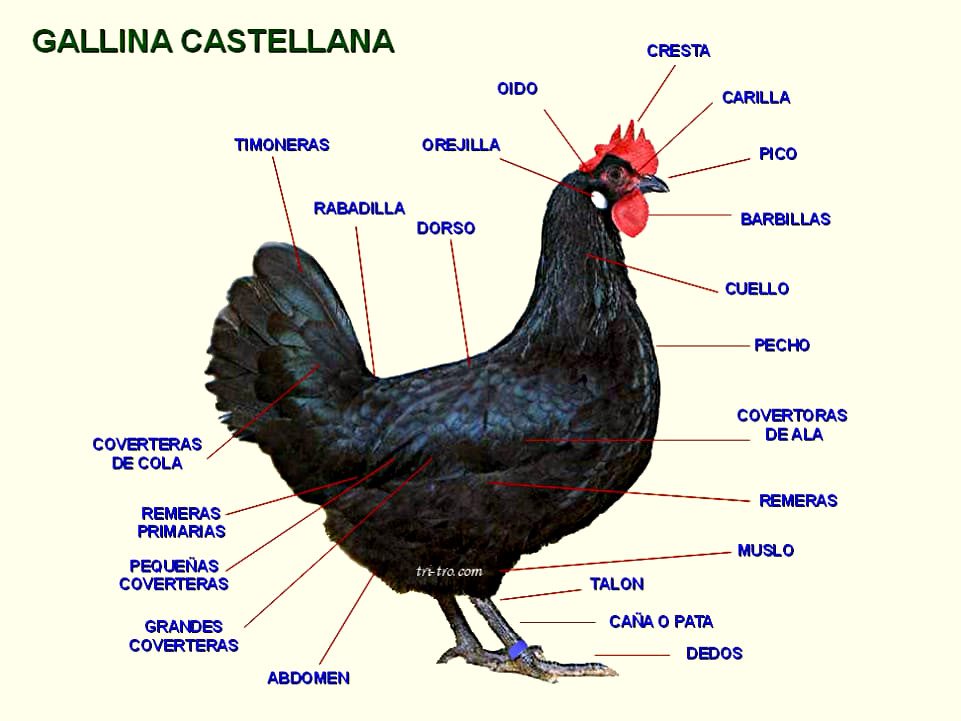Descripción de zonas de la Gallina Castellana negra