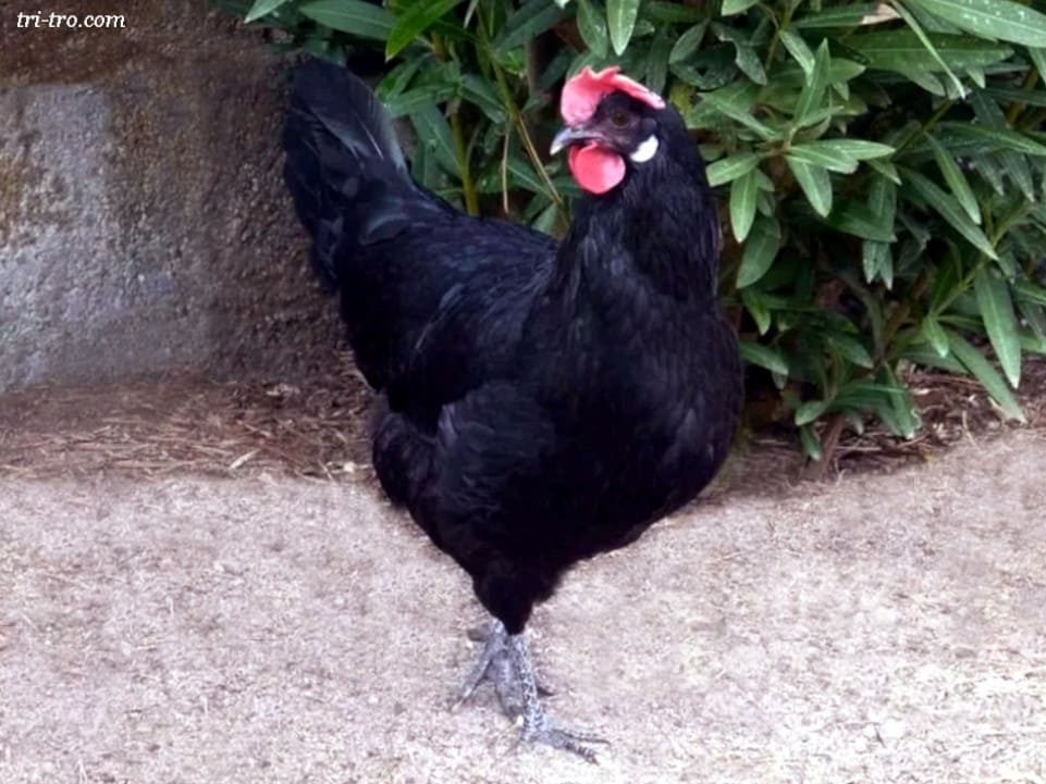 Gallina Castellana negra reproductora.
