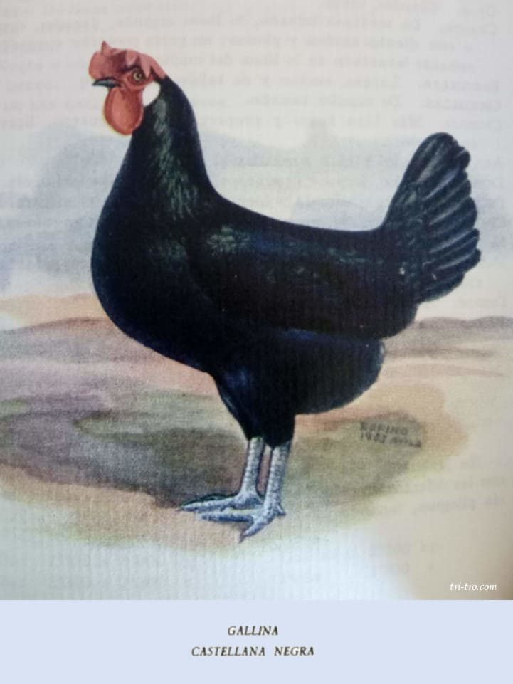 Gallina Castellana negra, lamina de 1952