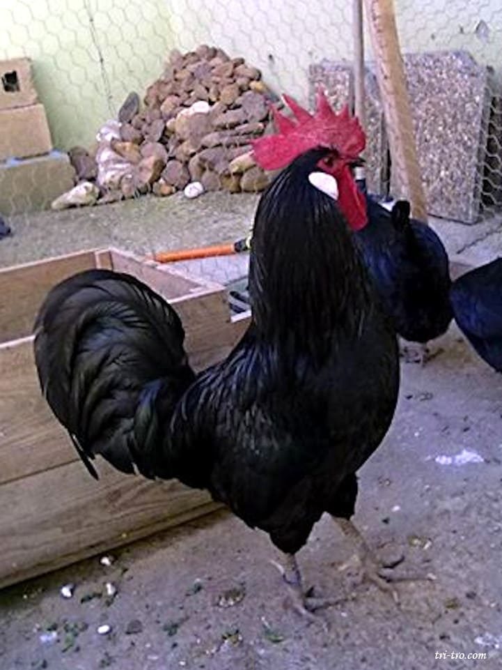 Gallina Castellana negra
