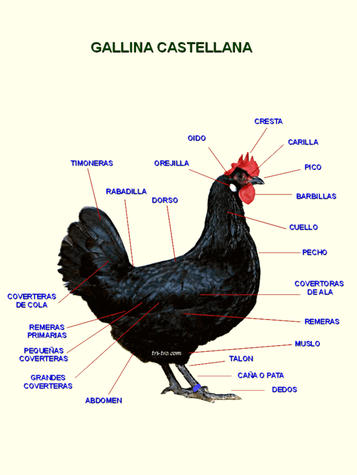 Gallina Castellana negra