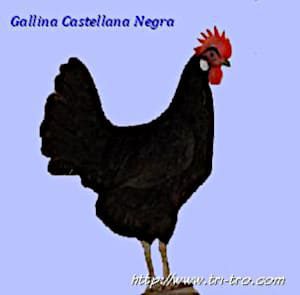 Gallina Castellana negra