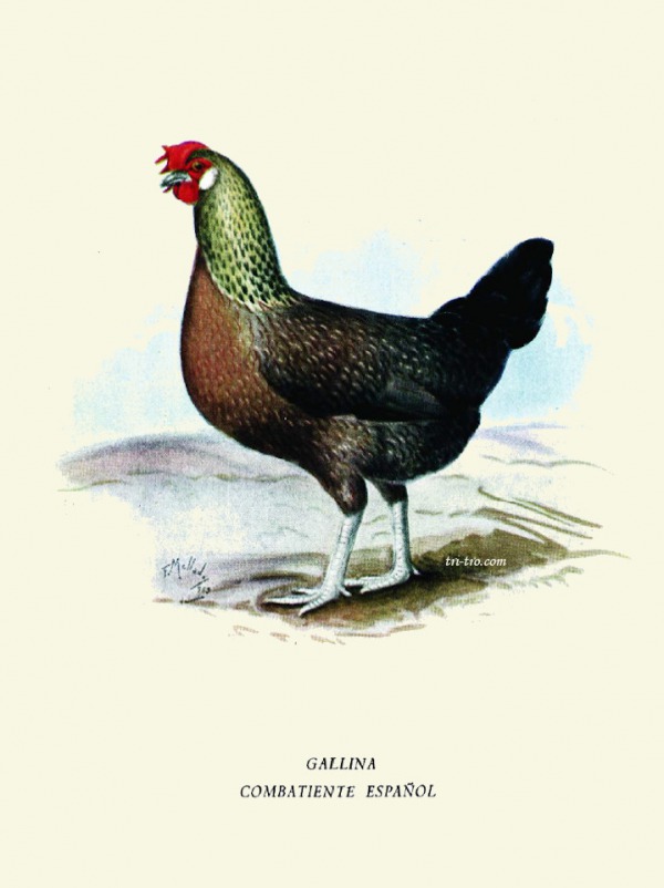 Gallina Combatiente Español, Spanish Chicken fighting 1952