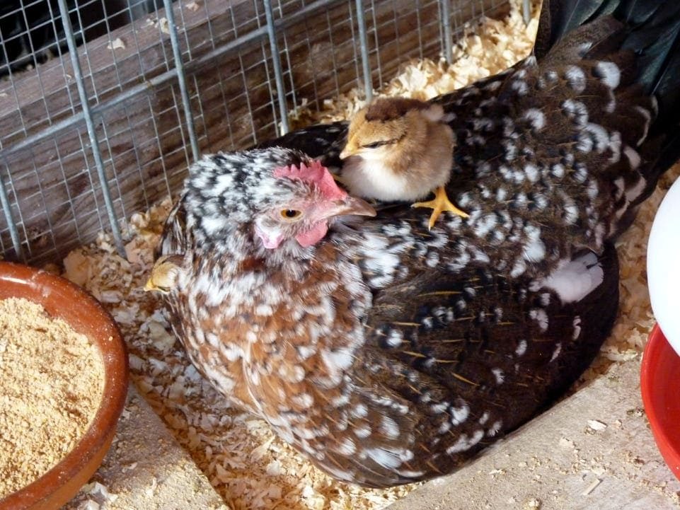 Gallina flor d'ametller con su pollito. Variedad aperdizada dorada oscura moteada