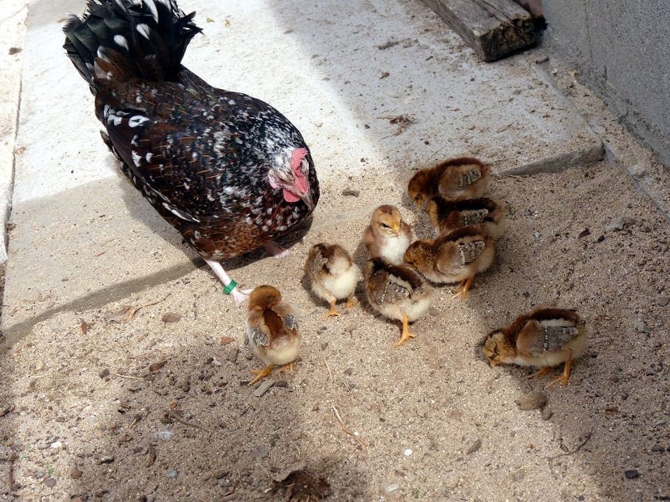 Gallina flor d'ametller con sus pollitos. Variedad aperdizada dorada oscura moteada