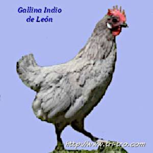 Gallina Indio de León