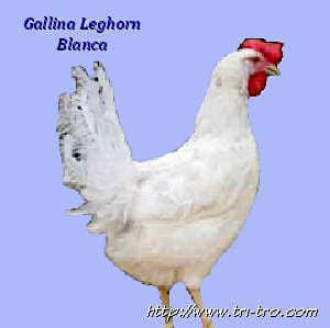 Gallina Leghorn blanca