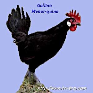 Gallina Menorquina