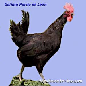 Gallina Pardo de Leon