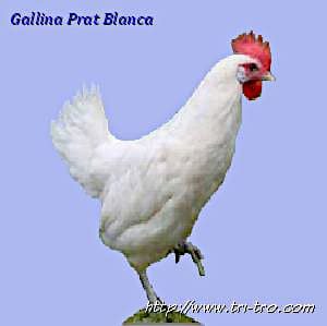 Gallina Prat Blanca