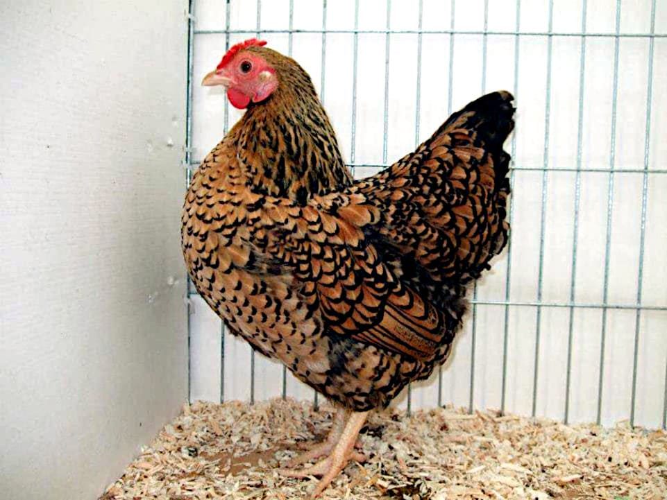 Gallina Wynar oro