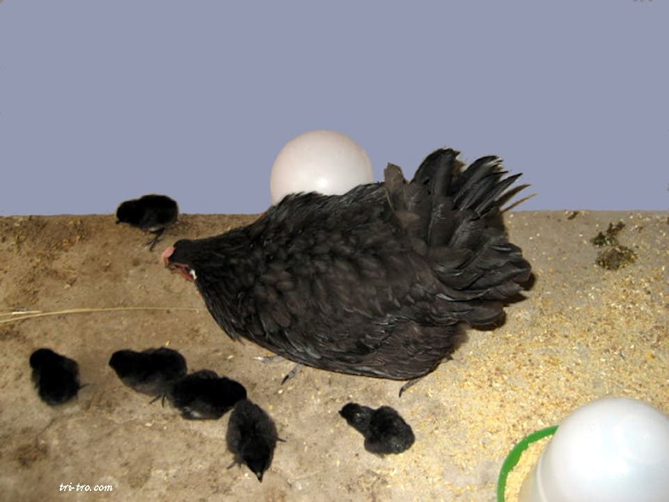Gallina castellana con sus pollitos.